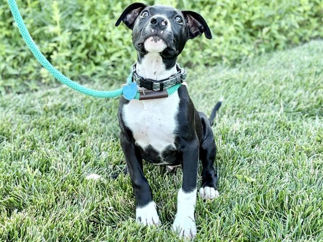 Enlarge PHILLIP, a Adoptable mixed breed in Ames, IA image 1/1