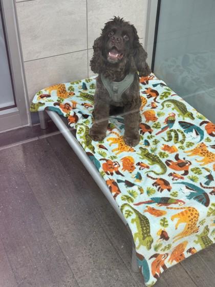 Enlarge Fozzie Bear, a Adoptable mixed breed in Scotia, NY image 1/3