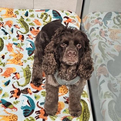 Enlarge Fozzie Bear, a Adoptable mixed breed in Scotia, NY image 2/3