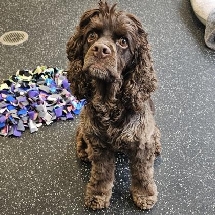 Enlarge Fozzie Bear, a Adoptable mixed breed in Scotia, NY image 3/3