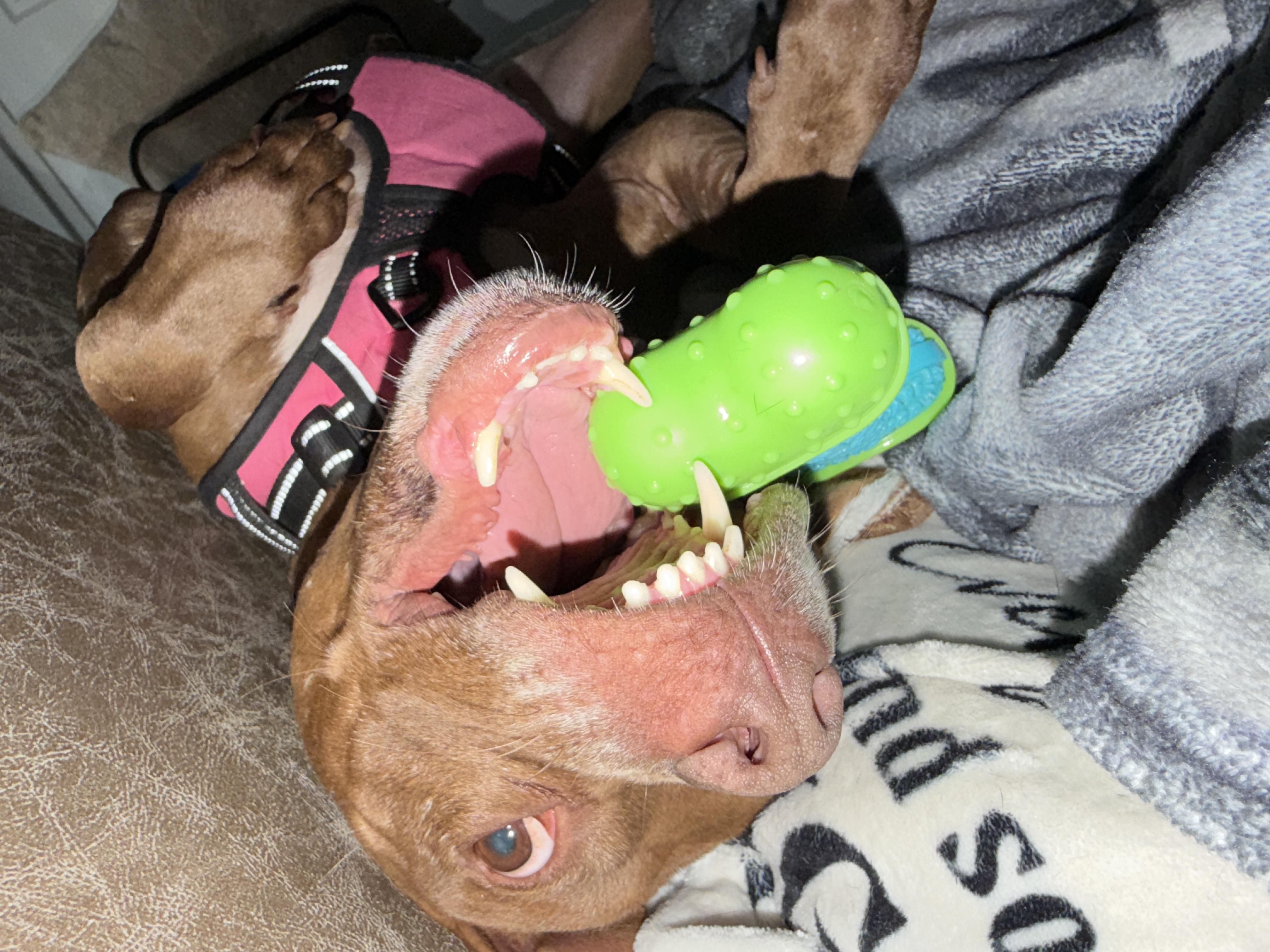 Enlarge Lady, a ADOPTABLE mixed breed in fort lauderdale, FL image 4/4