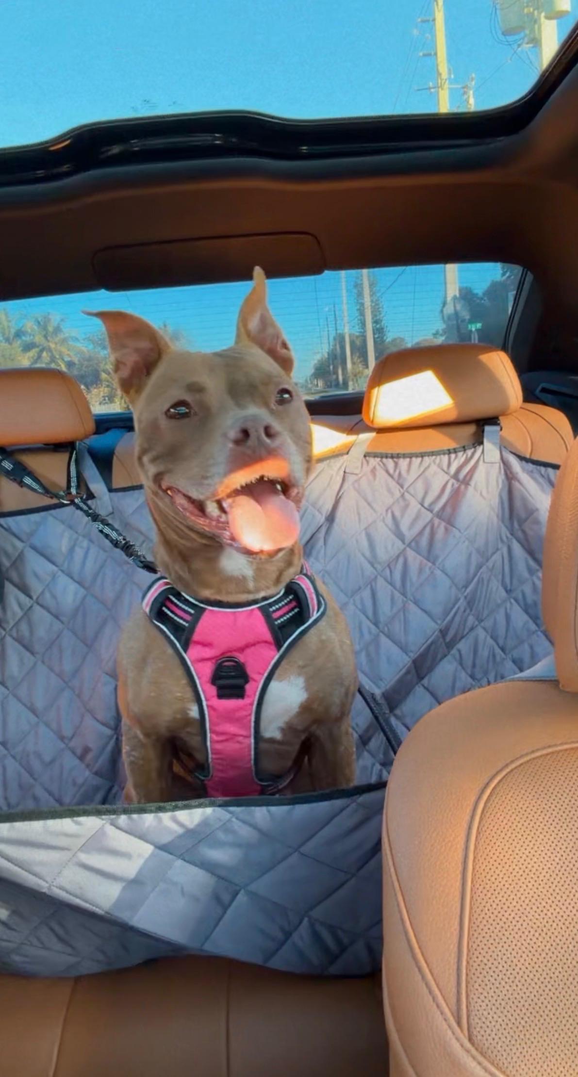 Enlarge Lady, a ADOPTABLE mixed breed in fort lauderdale, FL image 1/4