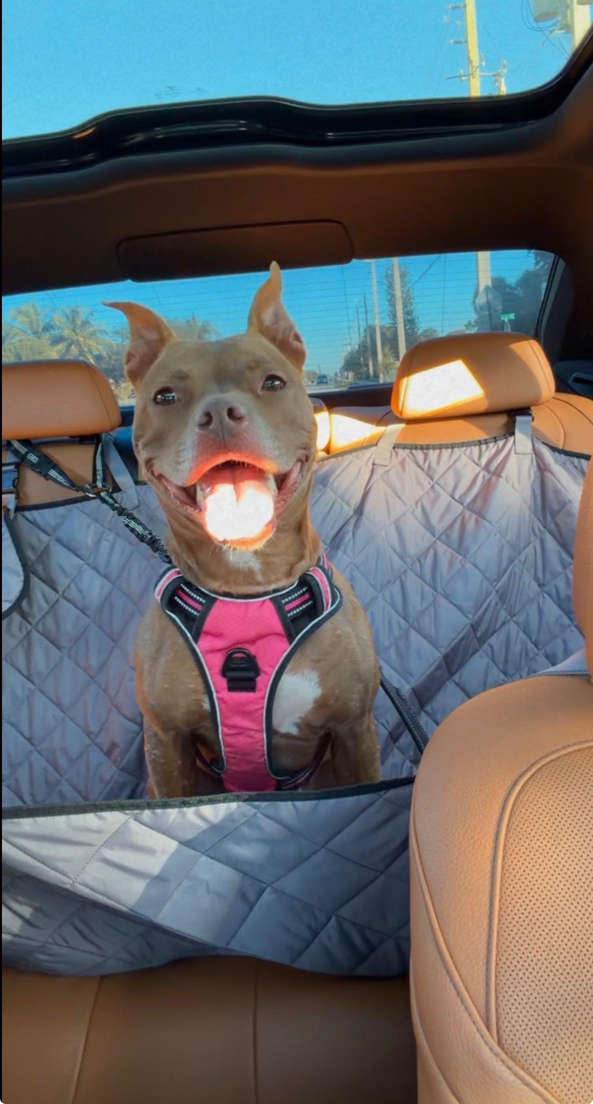 Enlarge Lady, a ADOPTABLE mixed breed in fort lauderdale, FL image 2/4