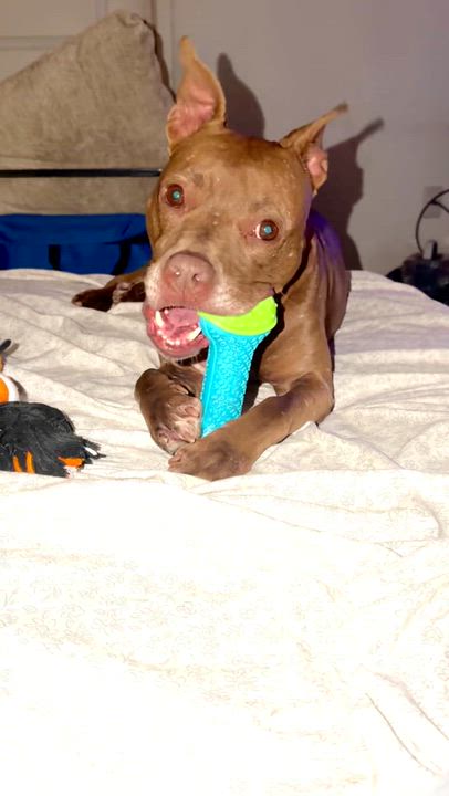 Enlarge Lady, a ADOPTABLE mixed breed in fort lauderdale, FL video 3/4