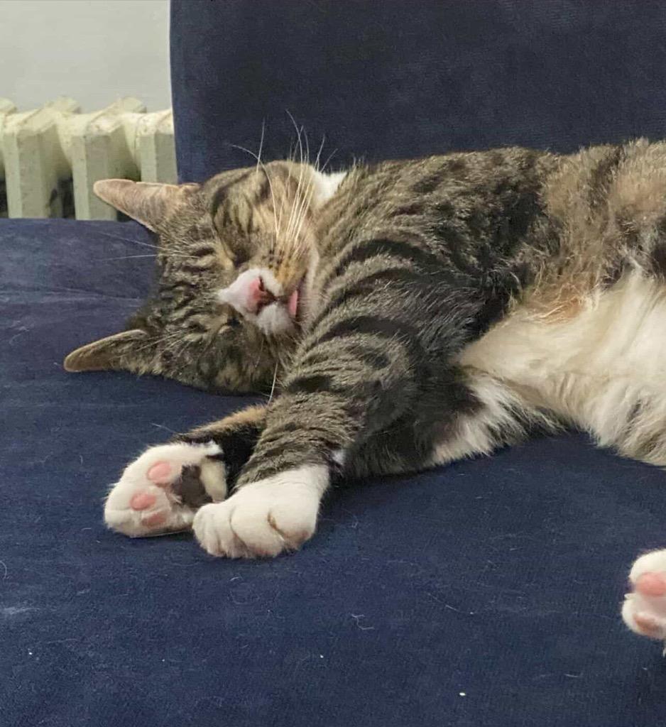 Enlarge Cleopatra, a Adoptable mixed breed in New York, NY image 1/5