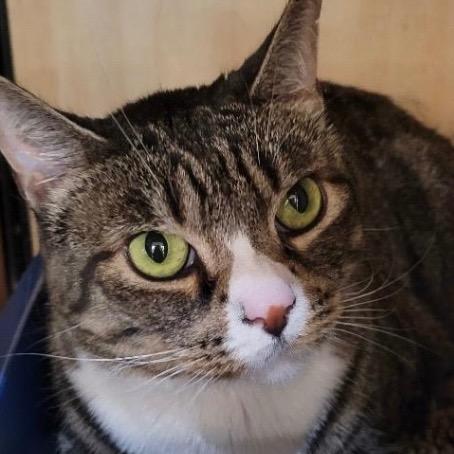 Enlarge Cleopatra, a Adoptable mixed breed in New York, NY image 2/5
