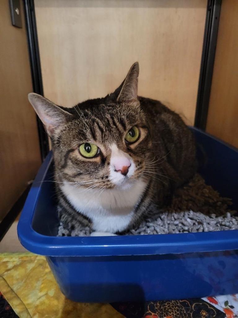 Enlarge Cleopatra, a Adoptable mixed breed in New York, NY image 2/5