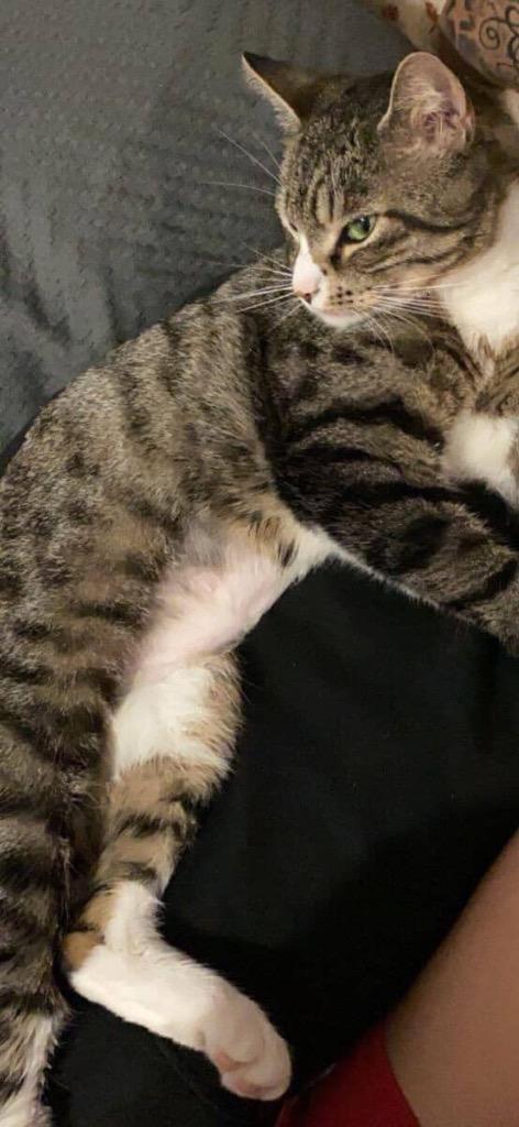 Enlarge Cleopatra, a Adoptable mixed breed in New York, NY image 3/5