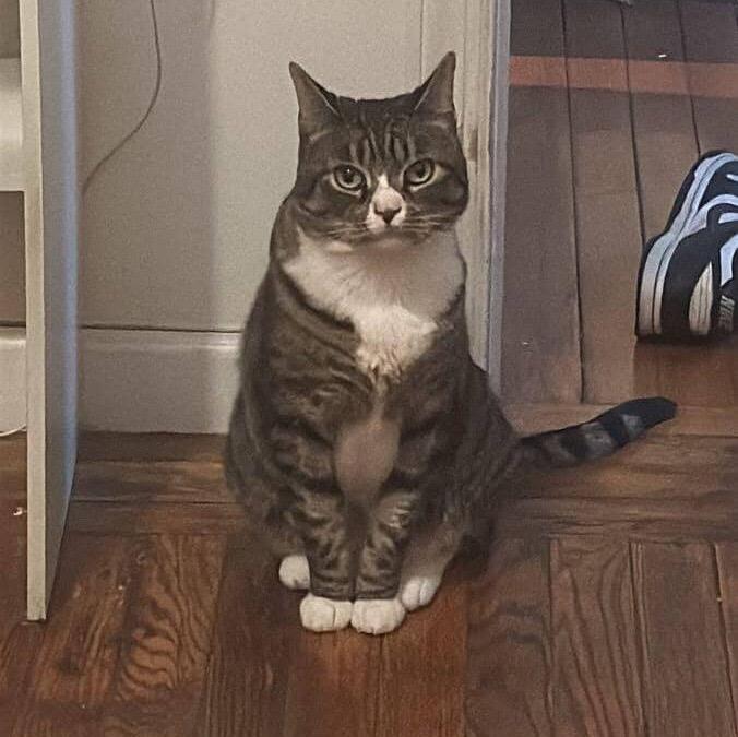 Enlarge Cleopatra, a Adoptable mixed breed in New York, NY image 5/5