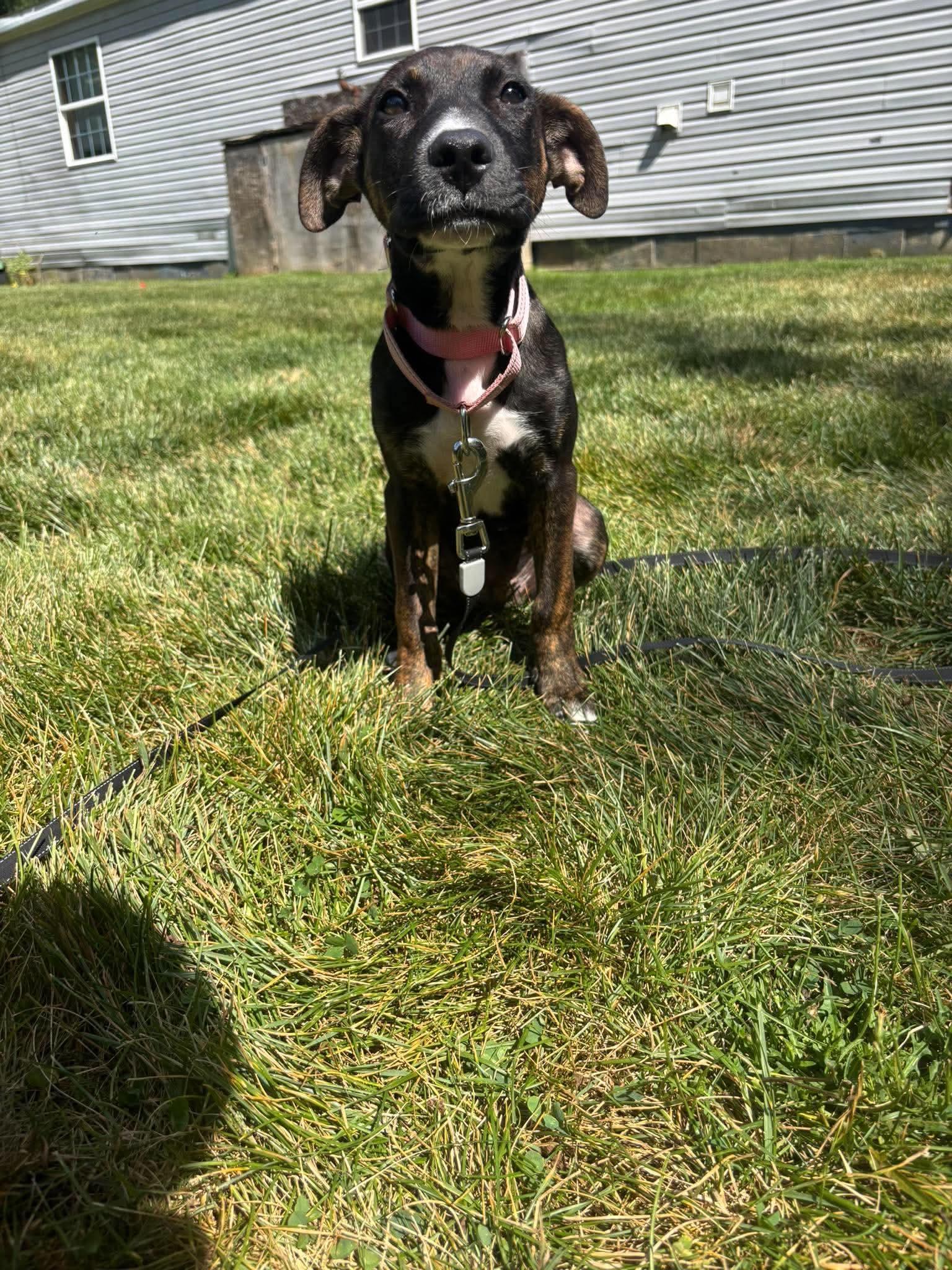 Enlarge Pearl, a Adoptable Mixed Breed in Berwick, ME image 2/3