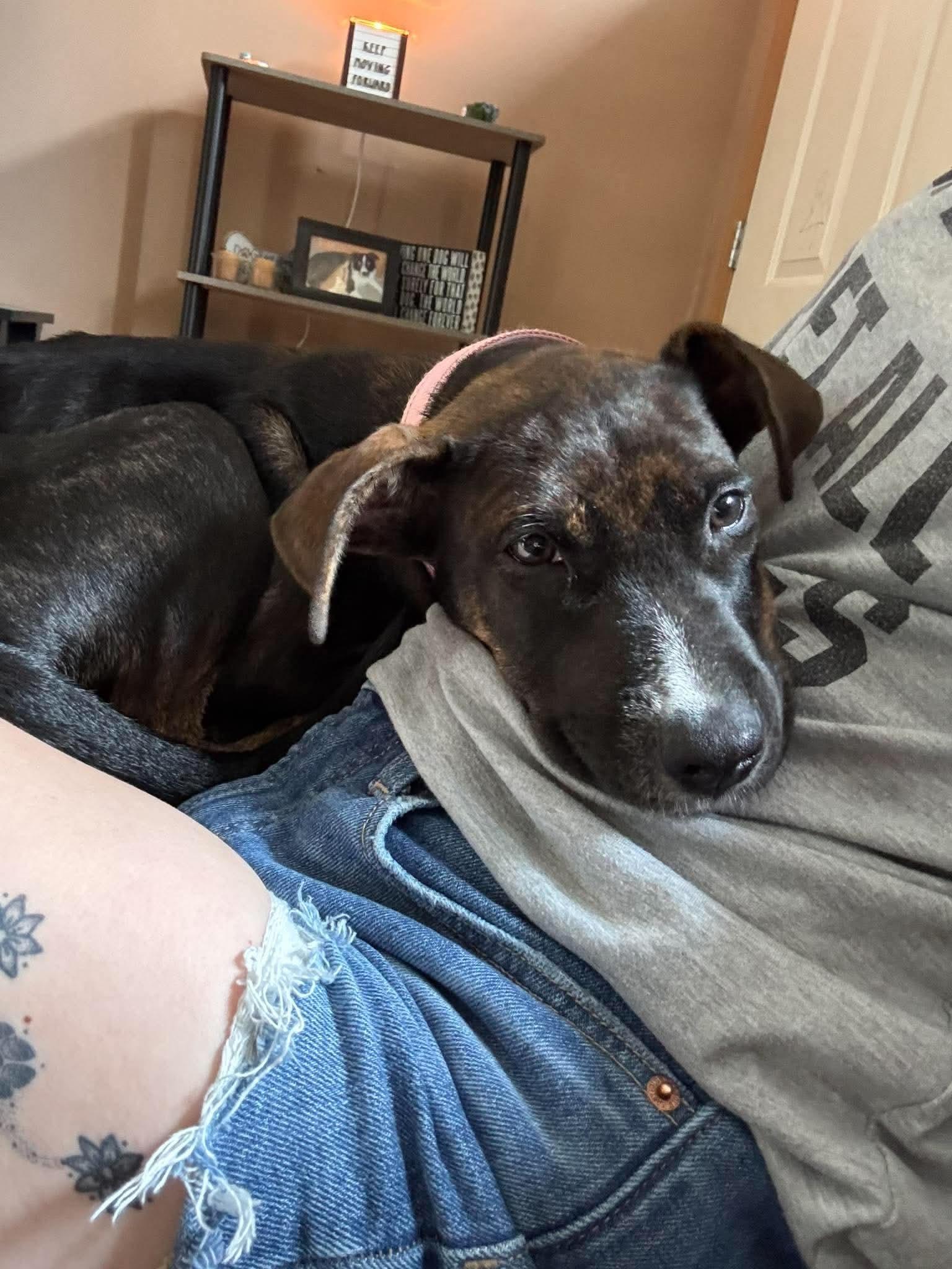 Enlarge Pearl, a Adoptable Mixed Breed in Berwick, ME image 1/3