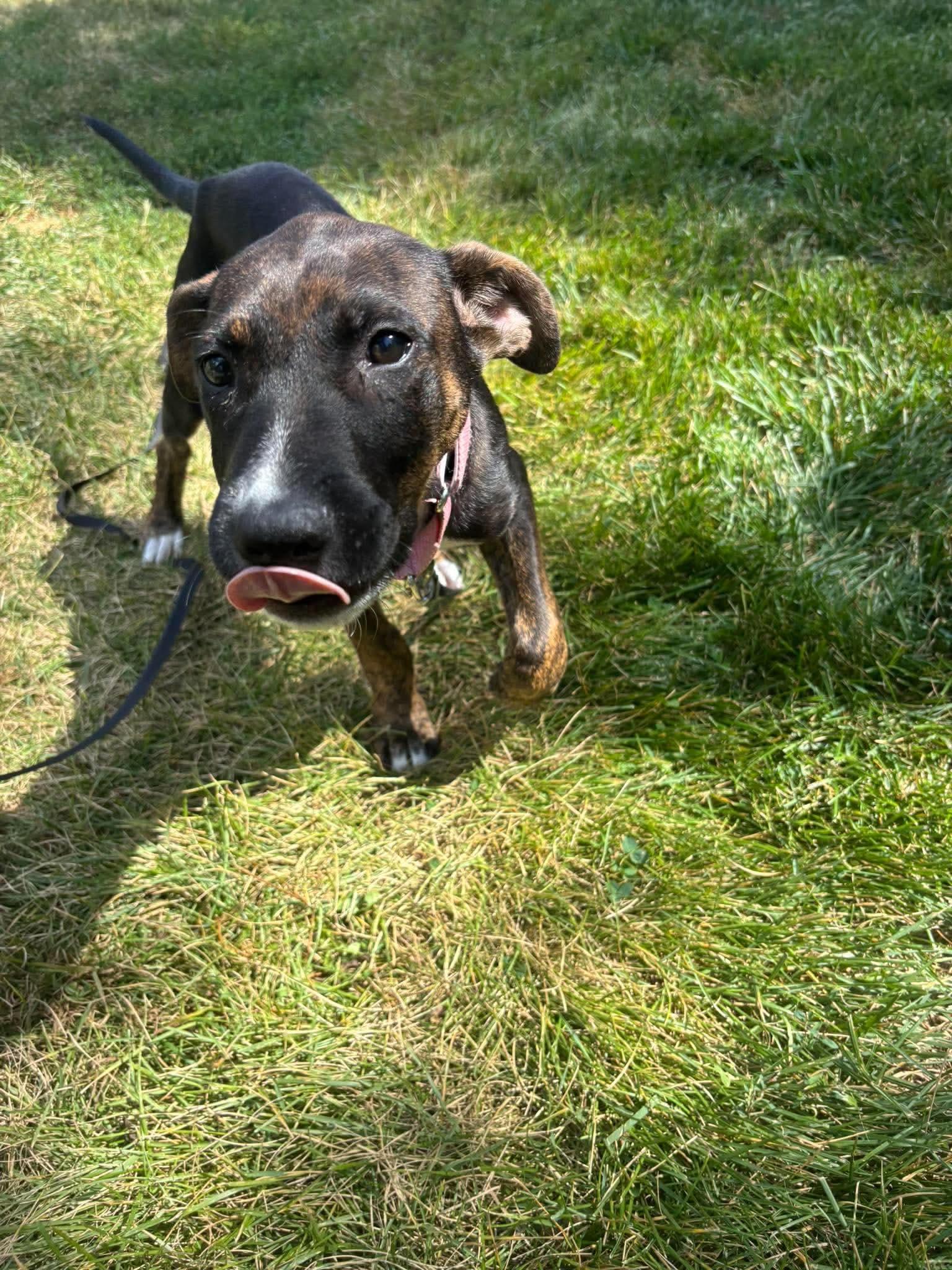 Enlarge Pearl, a Adoptable Mixed Breed in Berwick, ME image 3/3