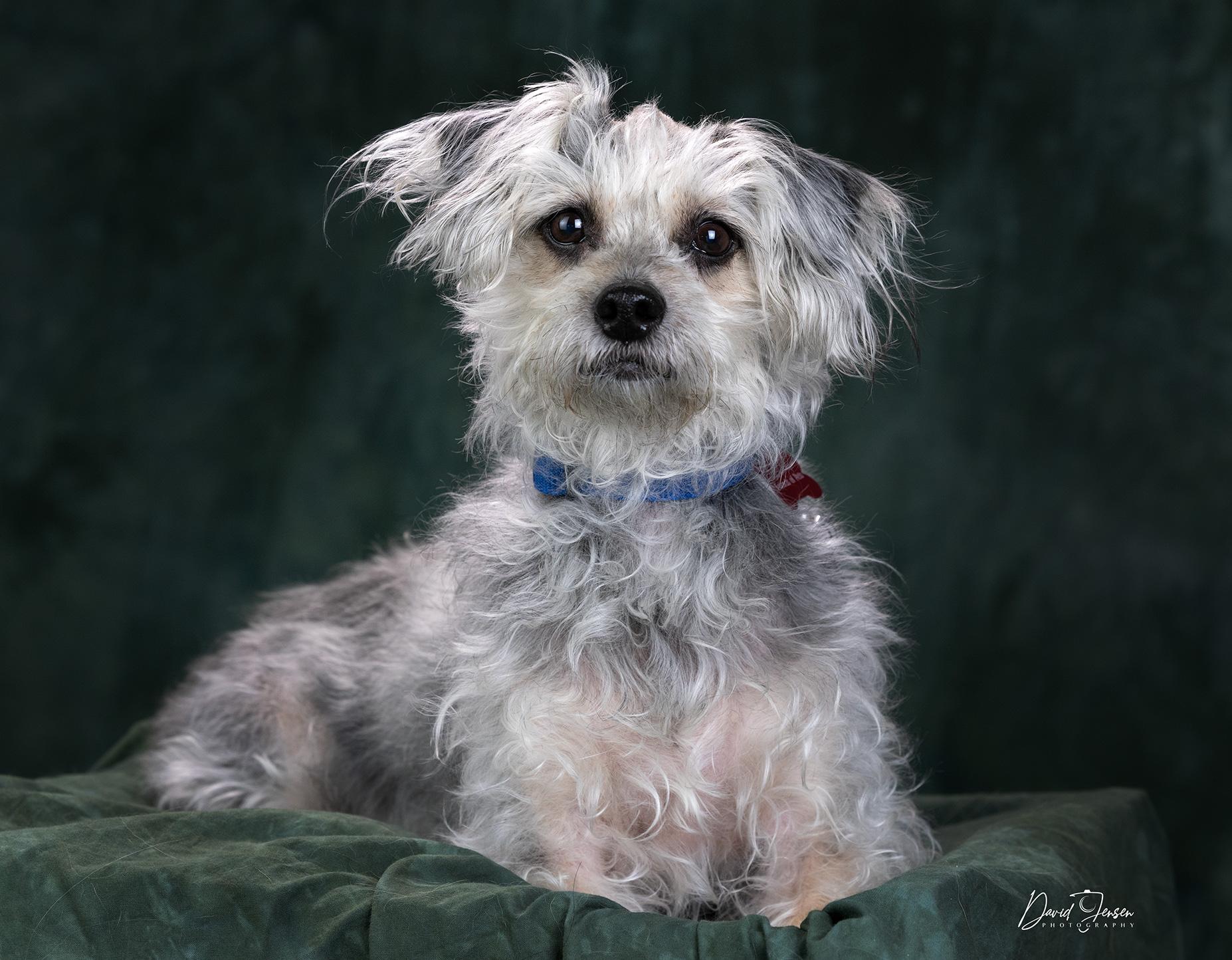 Chewy, ADOPTABLE, Senior Male Terrier.