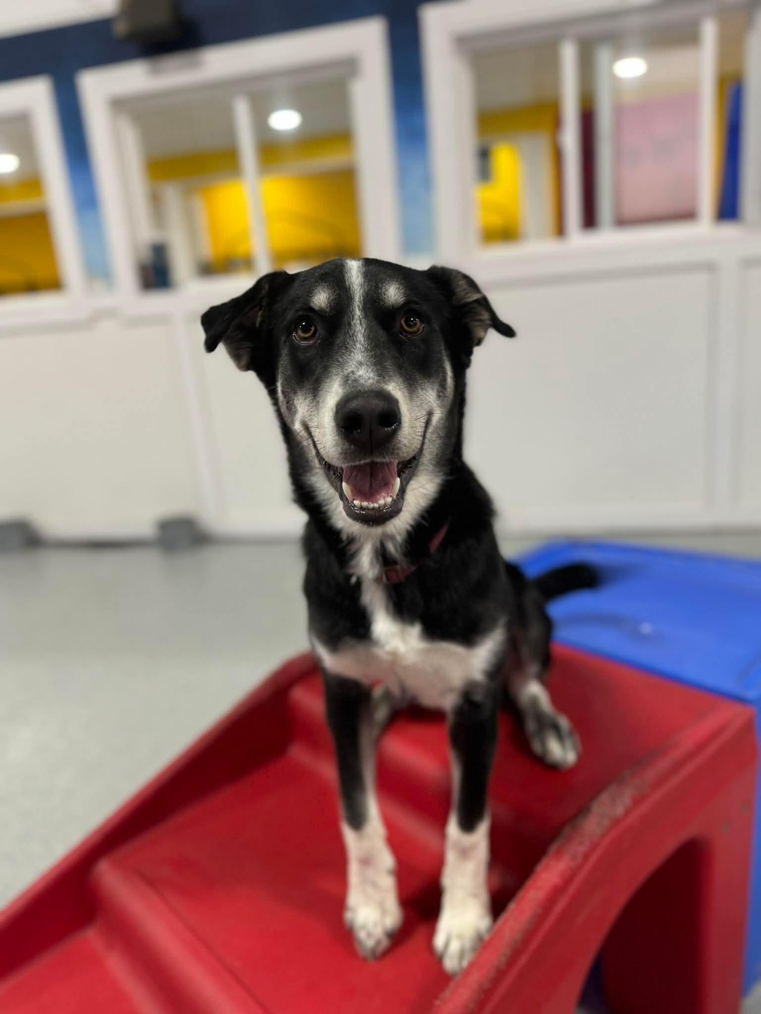 SULLY H. $425, Adoptable, Young Male Border Collie.