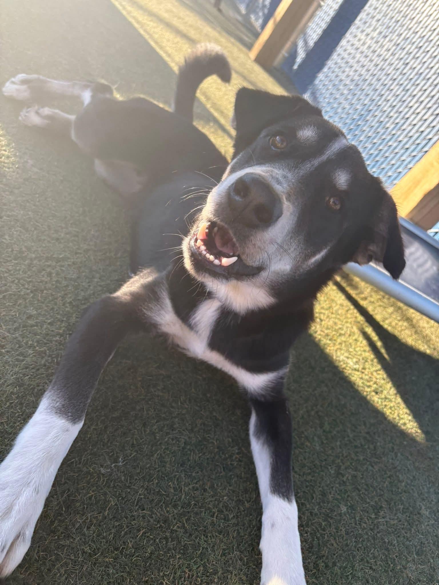 SULLY H. $425, a Adoptable mixed breed in Milwaukee, WI image 3/6