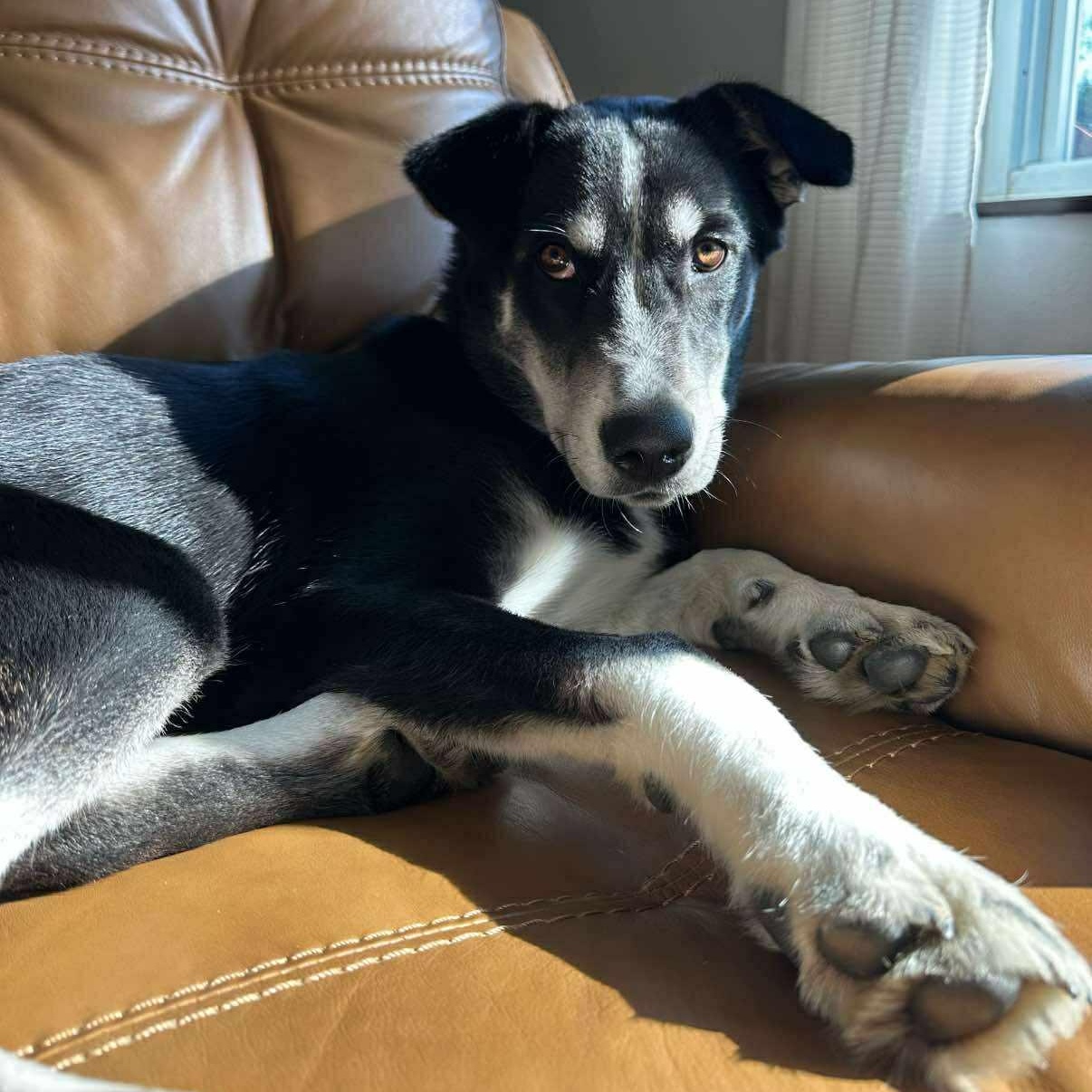 SULLY H.   $425, Adoptable, Young Male Border Collie.