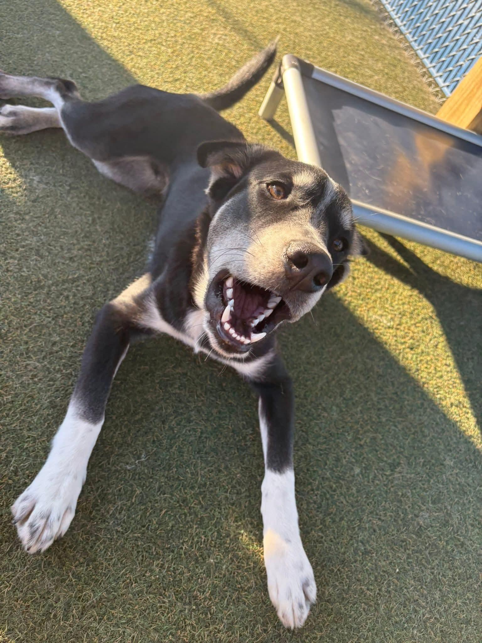 SULLY H. $425, a Adoptable mixed breed in Milwaukee, WI image 4/6