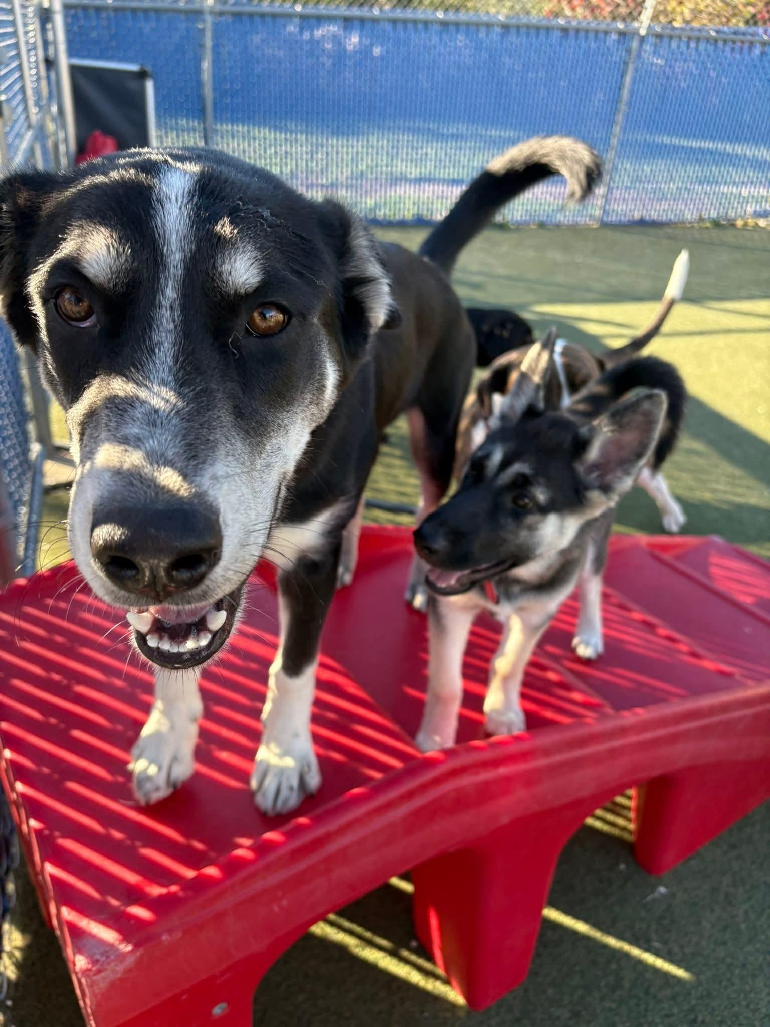 SULLY H. $425, a Adoptable mixed breed in Milwaukee, WI image 5/6