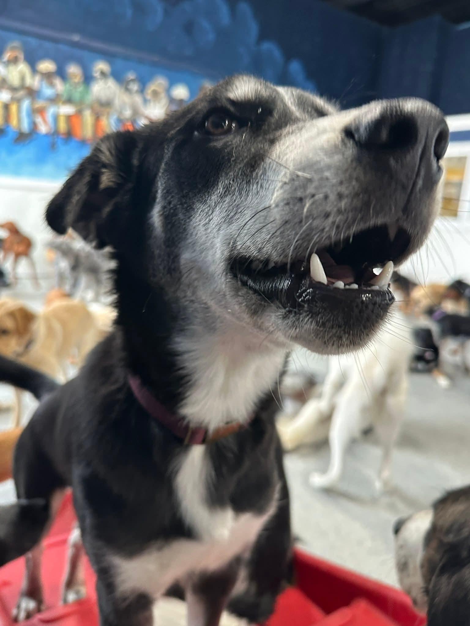 SULLY H. $425, a Adoptable mixed breed in Milwaukee, WI image 6/6