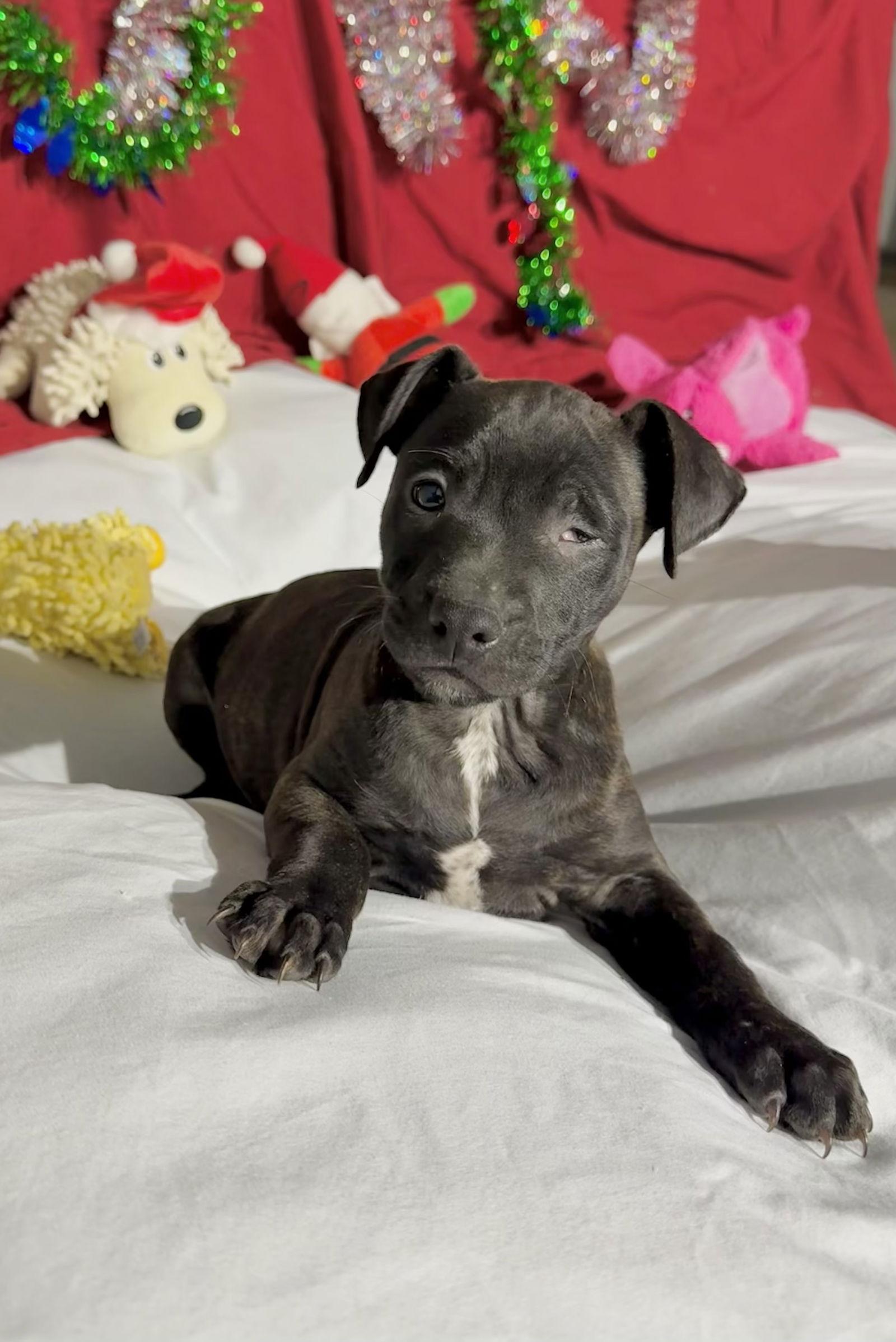 Zavier, Adoptable, Puppy Male Mixed Breed.