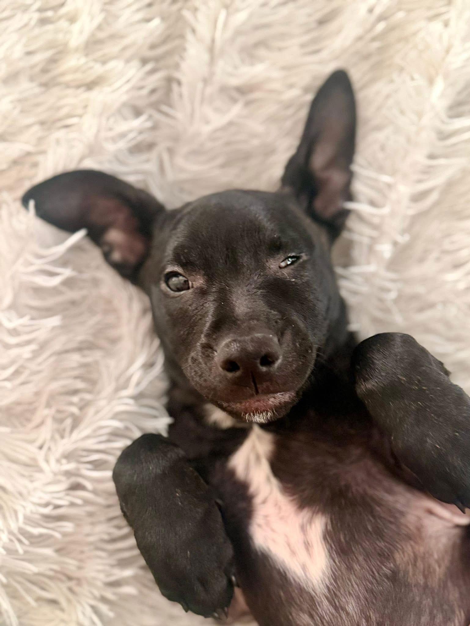 Zavier, Adoptable, Puppy Male Mixed Breed.