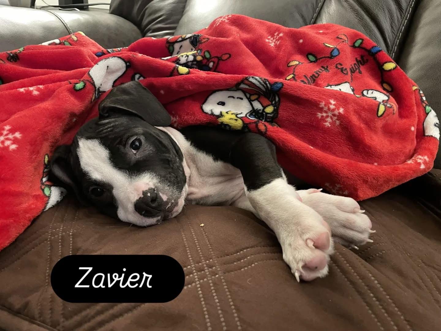 Enlarge Zavier, a Adoptable Mixed Breed in Tarrytown, GA image 2/3