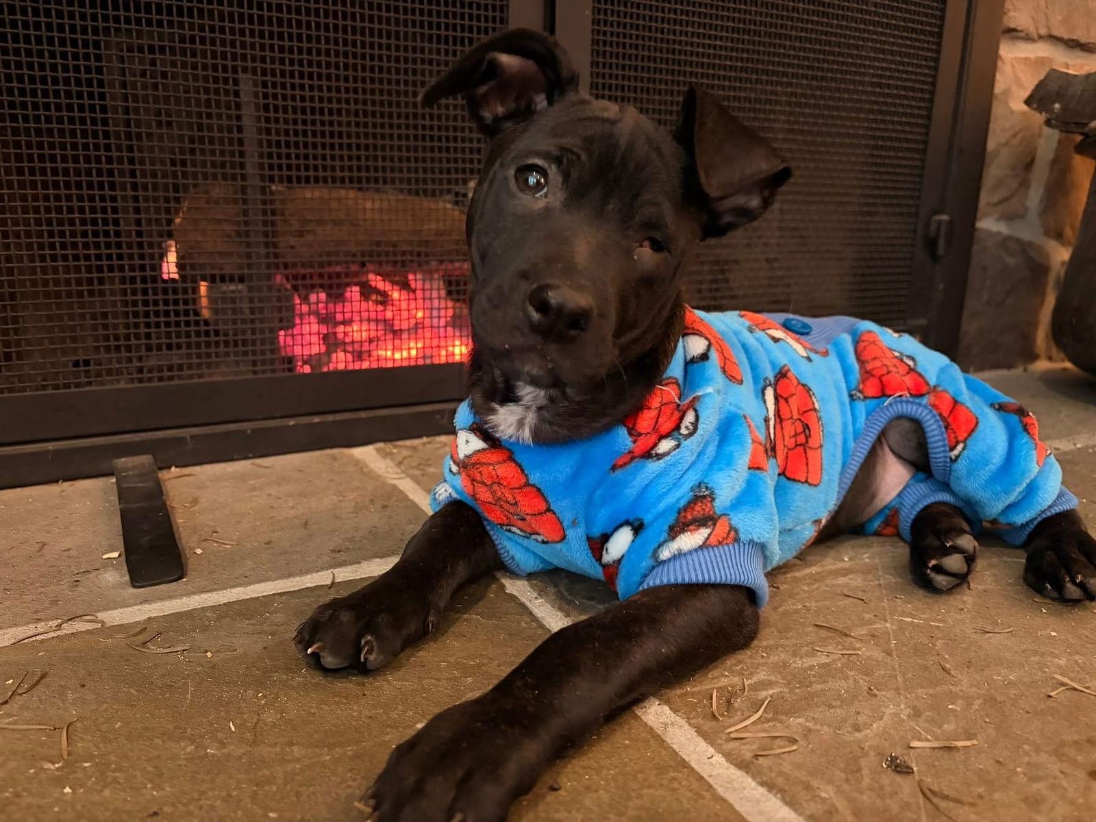 Enlarge Zavier, a Adoptable Mixed Breed in Tarrytown, GA image 2/3