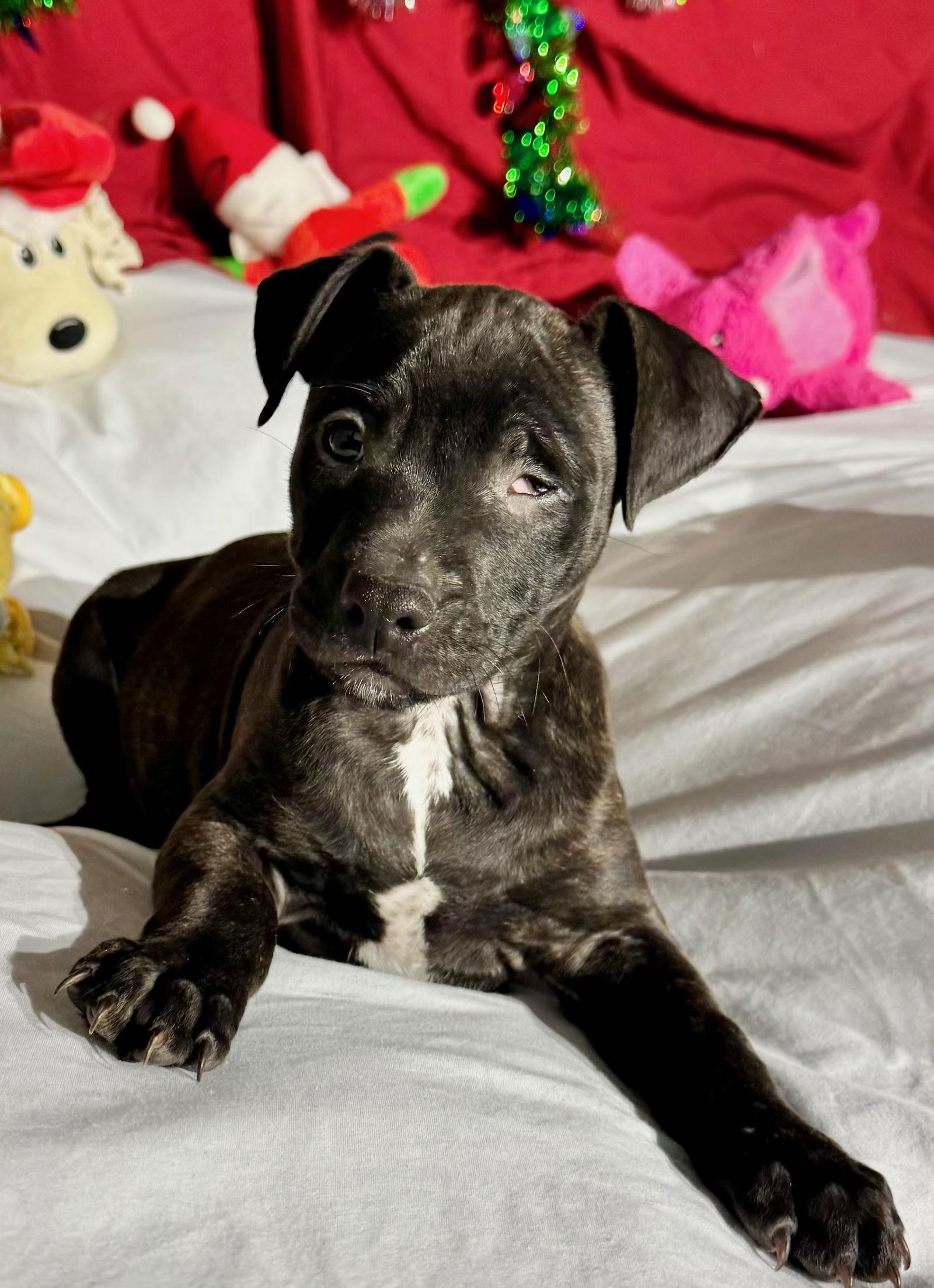 Enlarge Zavier, a Adoptable Mixed Breed in Tarrytown, GA image 3/3