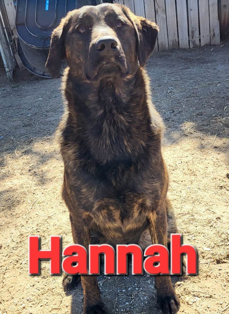 Hannah, a Adoptable mixed breed in Mexia, TX image 1/3