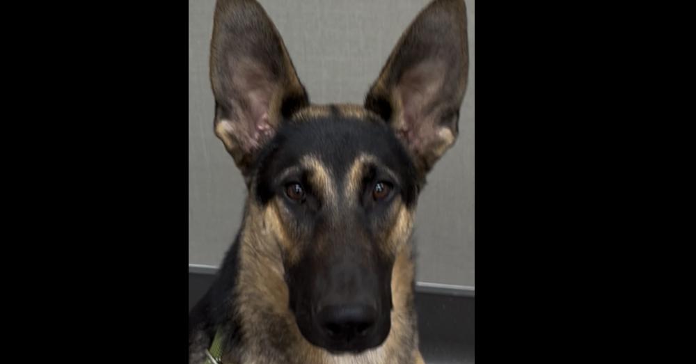 Axl, Adoptable, Young Male German Shepherd Dog.