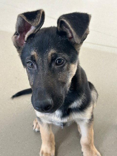 Axl, a Adoptable German Shepherd Dog in Cupertino, CA image 2/3