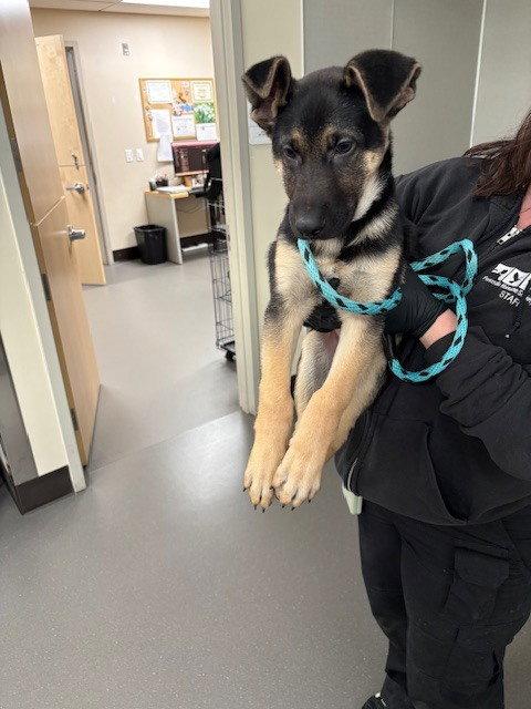 Axl, a Adoptable German Shepherd Dog in Cupertino, CA image 3/3