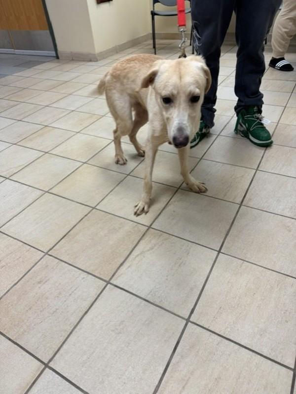 Enlarge Kane, a Adoptable mixed breed in Virginia Beach, VA image 2/2