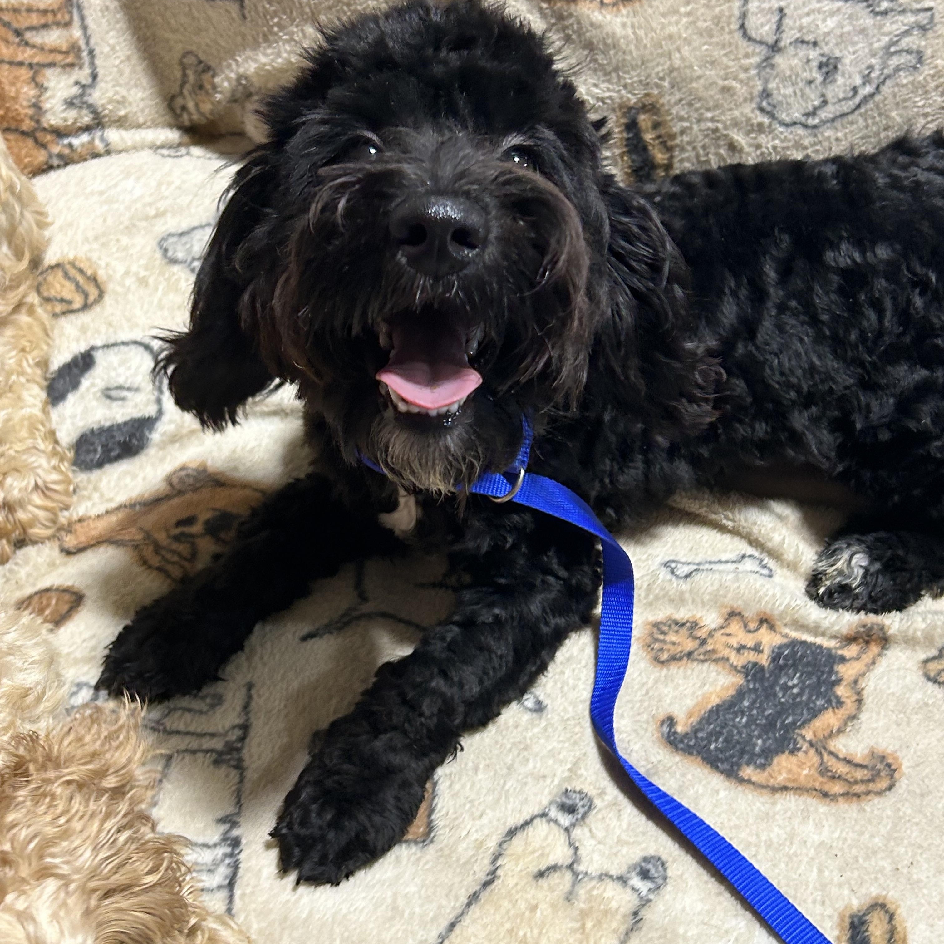 Enlarge Mike. 12.6 lbs, a Adoptable mixed breed in Antwerp, OH image 2/4
