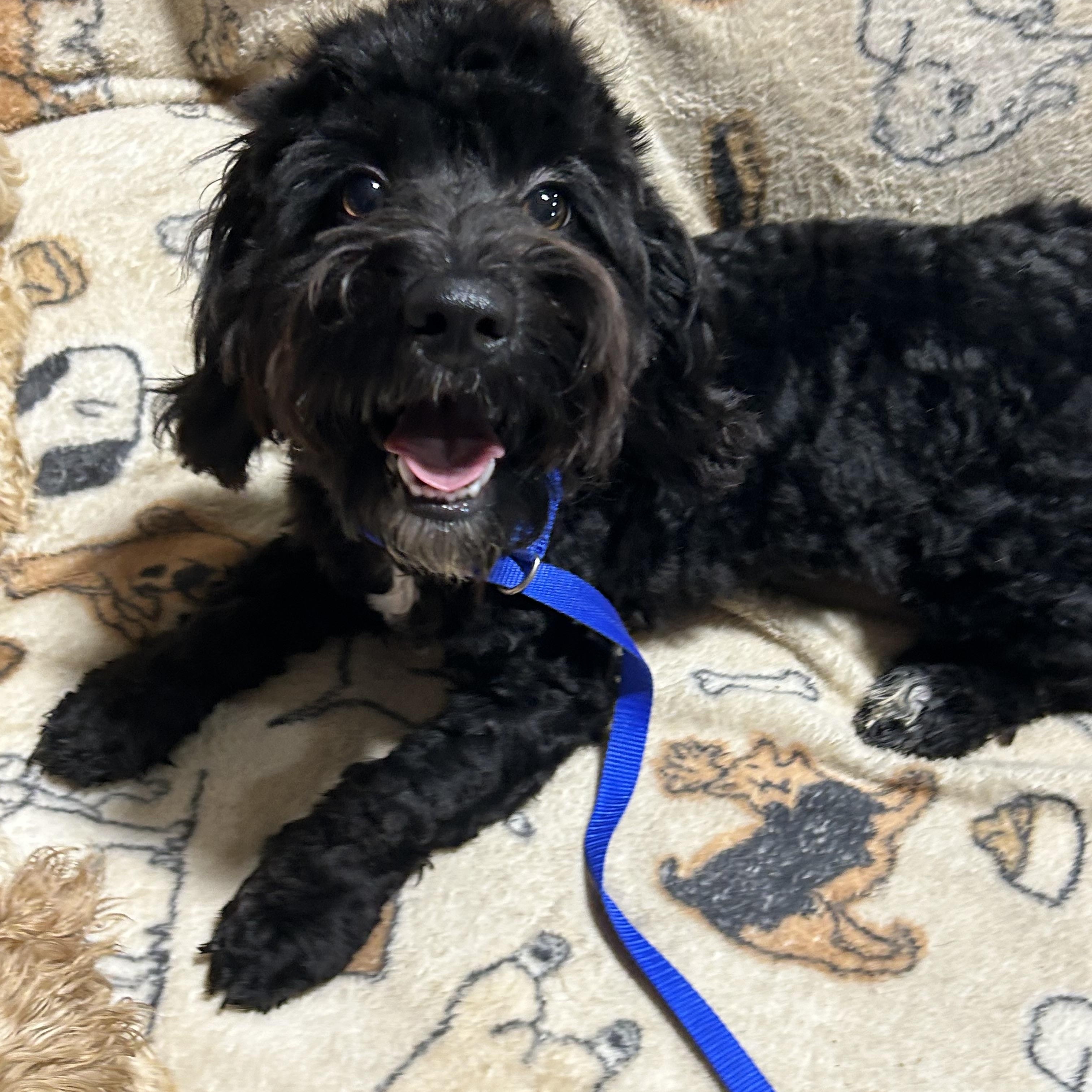Enlarge Mike. 12.6 lbs, a Adoptable mixed breed in Antwerp, OH image 1/4