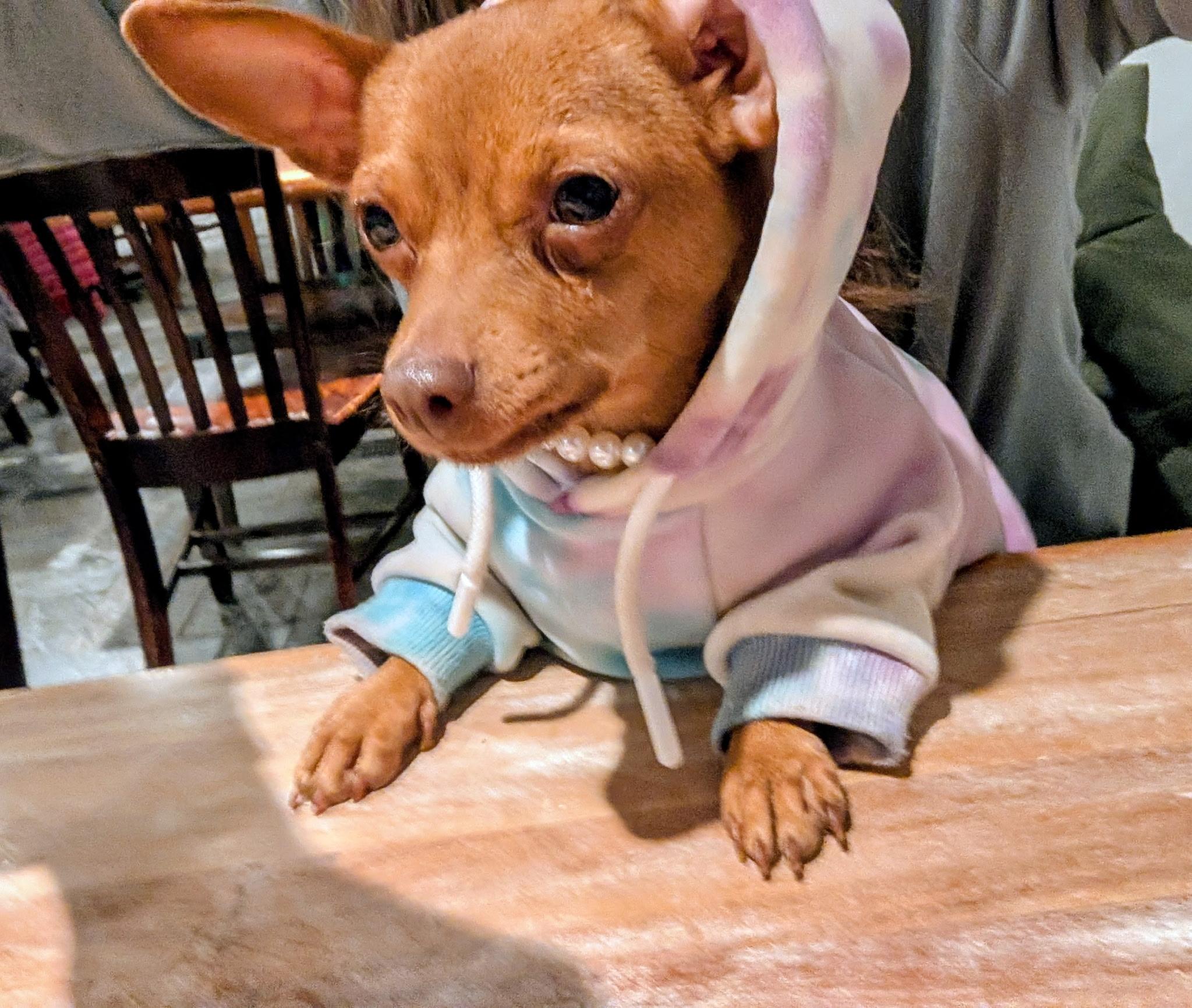 Enlarge Ellie, a ADOPTABLE mixed breed in Fort Collins, CO image 3/6