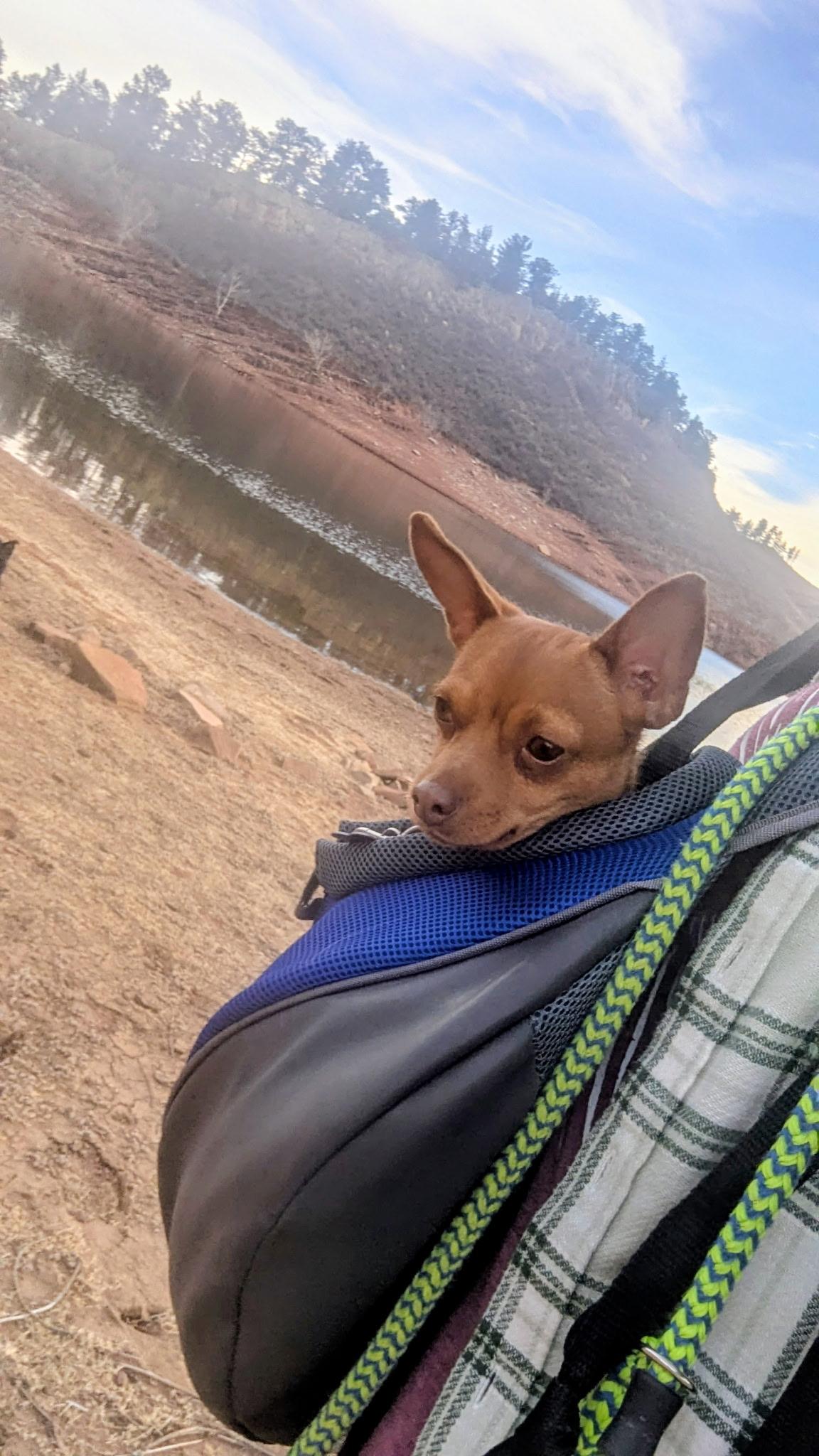 Enlarge Ellie, a ADOPTABLE mixed breed in Fort Collins, CO image 5/6