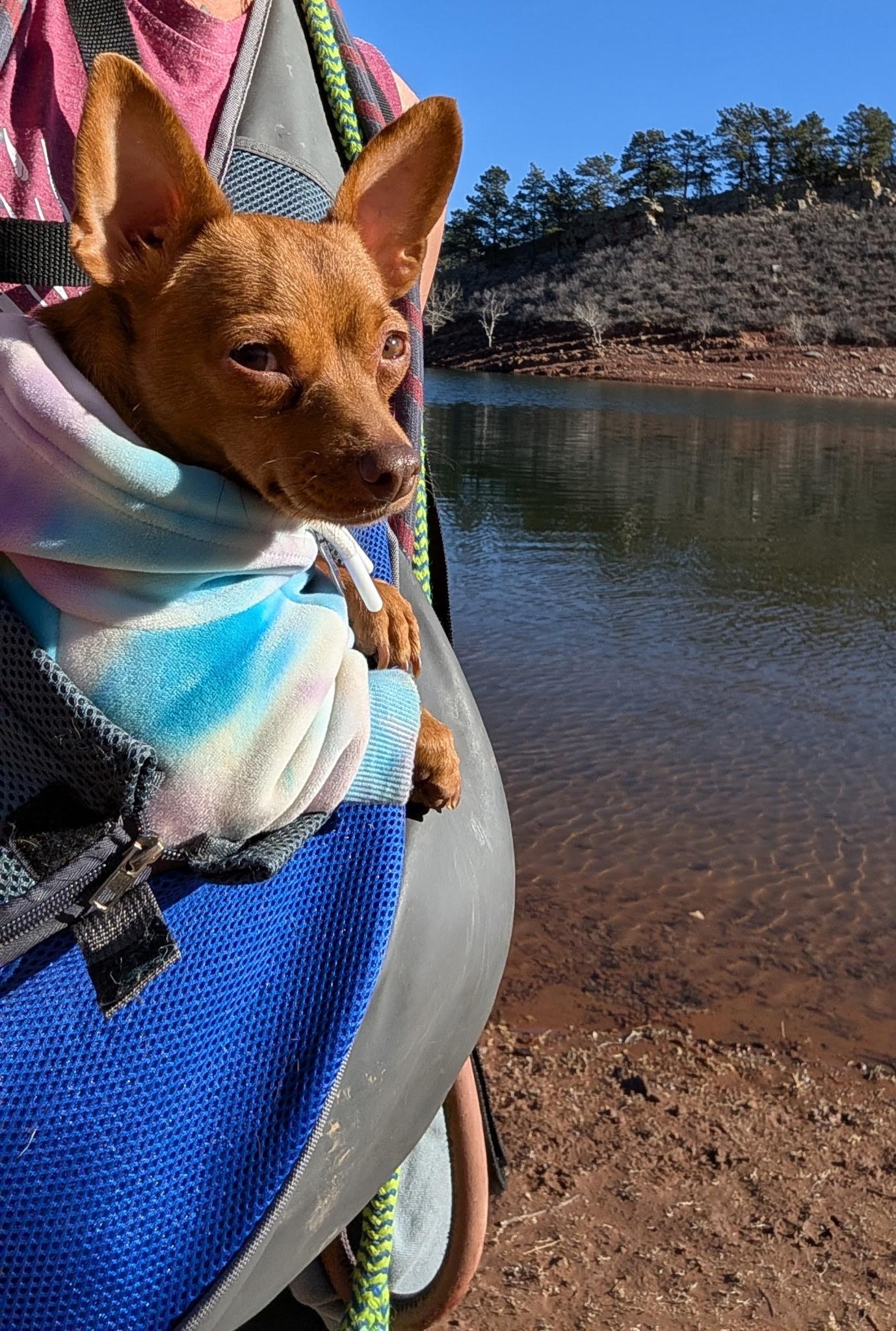 Enlarge Ellie, a ADOPTABLE mixed breed in Fort Collins, CO image 4/6