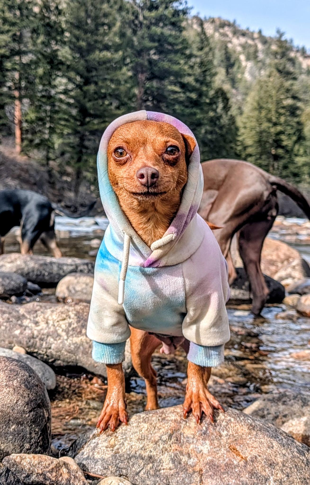 Enlarge Ellie, a ADOPTABLE mixed breed in Fort Collins, CO image 2/6