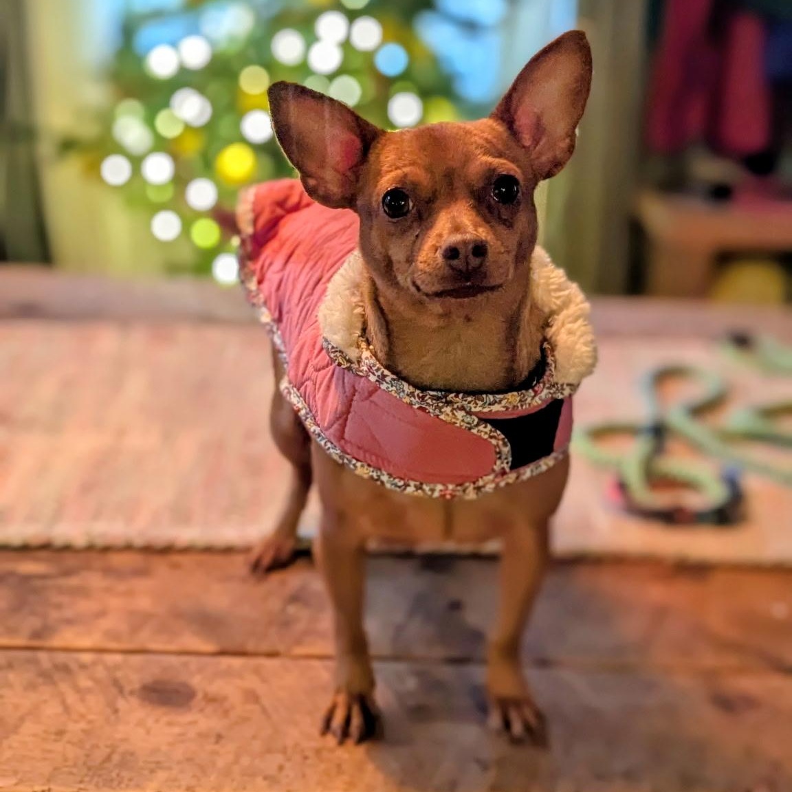 Enlarge Ellie, a ADOPTABLE mixed breed in Fort Collins, CO image 1/6