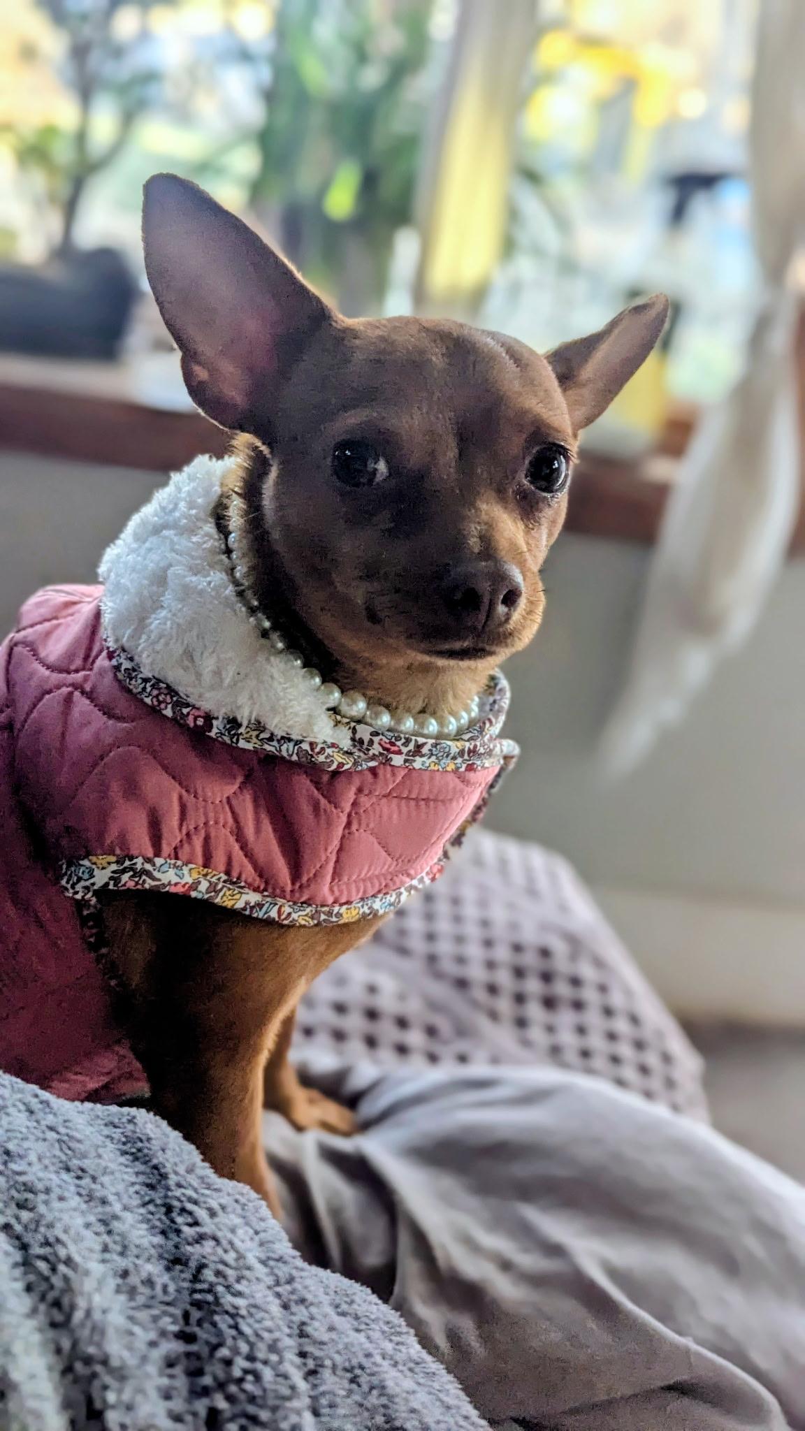 Enlarge Ellie, a ADOPTABLE mixed breed in Fort Collins, CO image 6/6