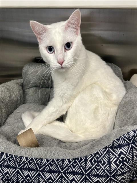 Enlarge WILLO, a Adoptable Domestic Short Hair in Kalamazoo, MI image 1/1