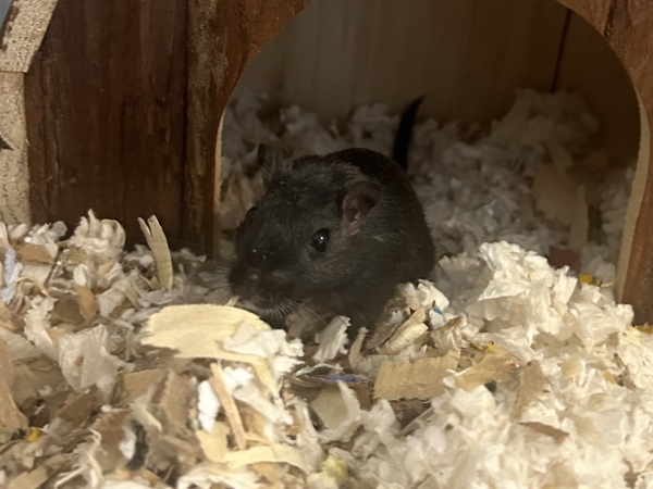 Pikachu, a Adoptable Gerbil in Dedham, MA image 1/2