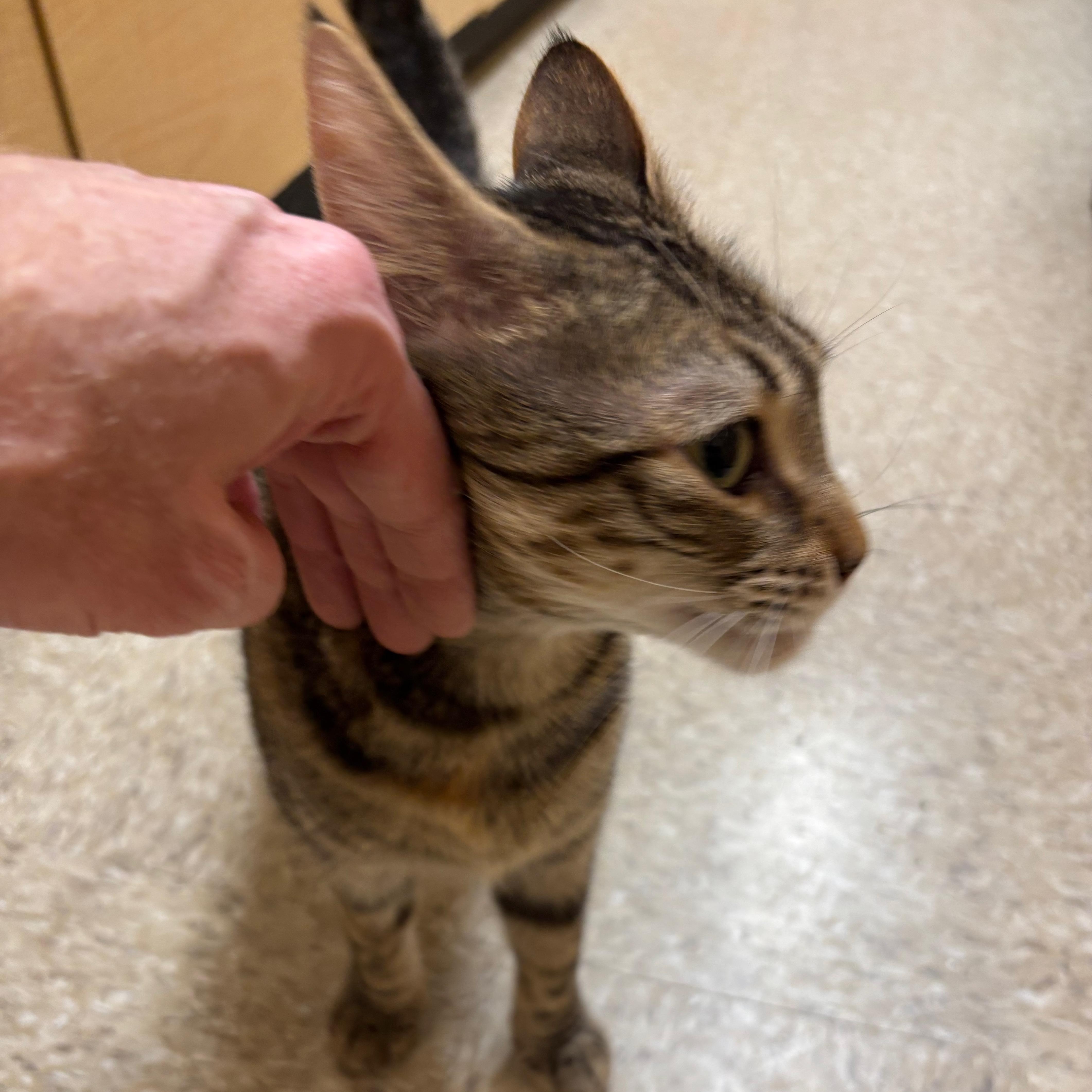 Enlarge Autumn, a ADOPTABLE Domestic Short Hair in Norwalk, CT image 2/3