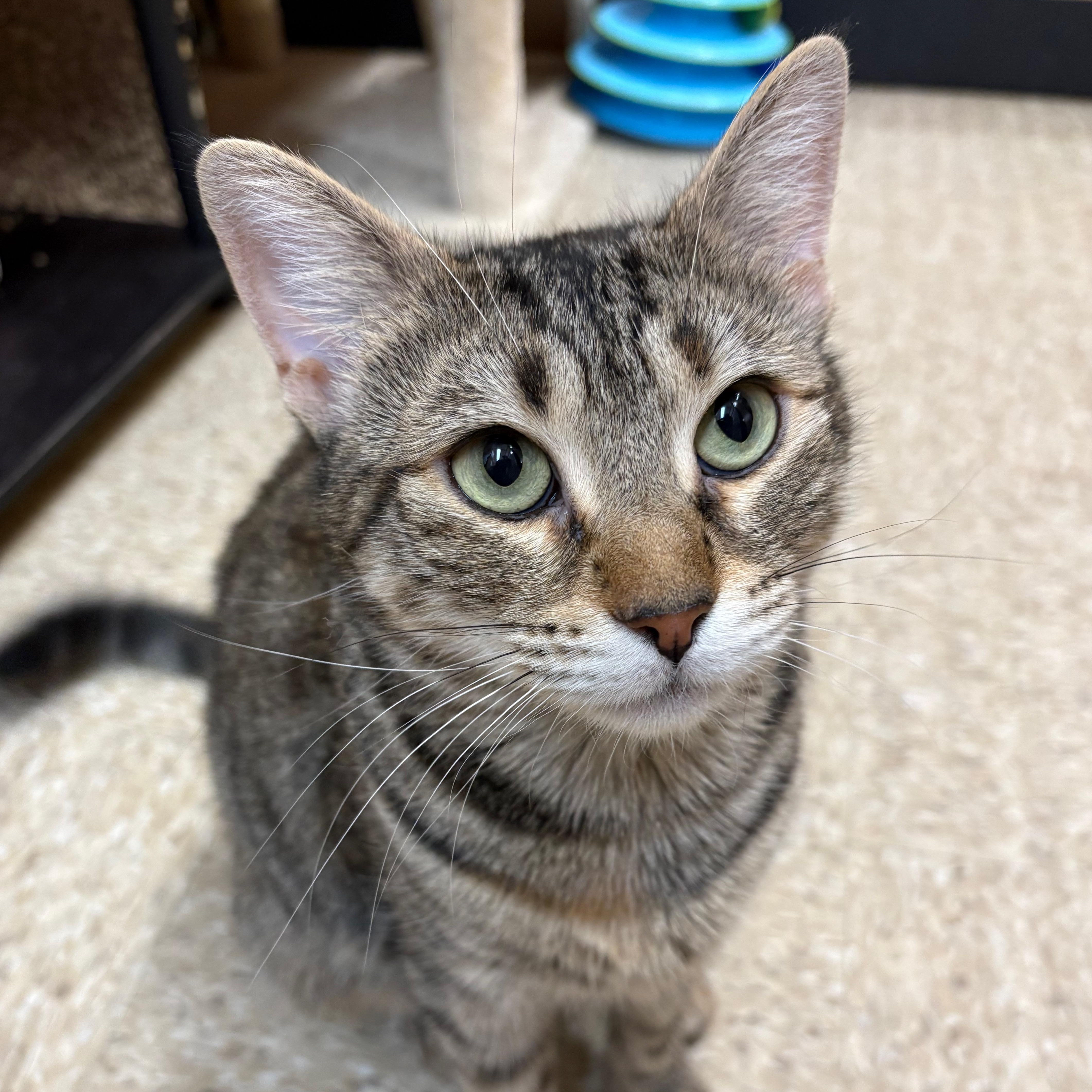 Enlarge Autumn, a ADOPTABLE Domestic Short Hair in Norwalk, CT image 1/3