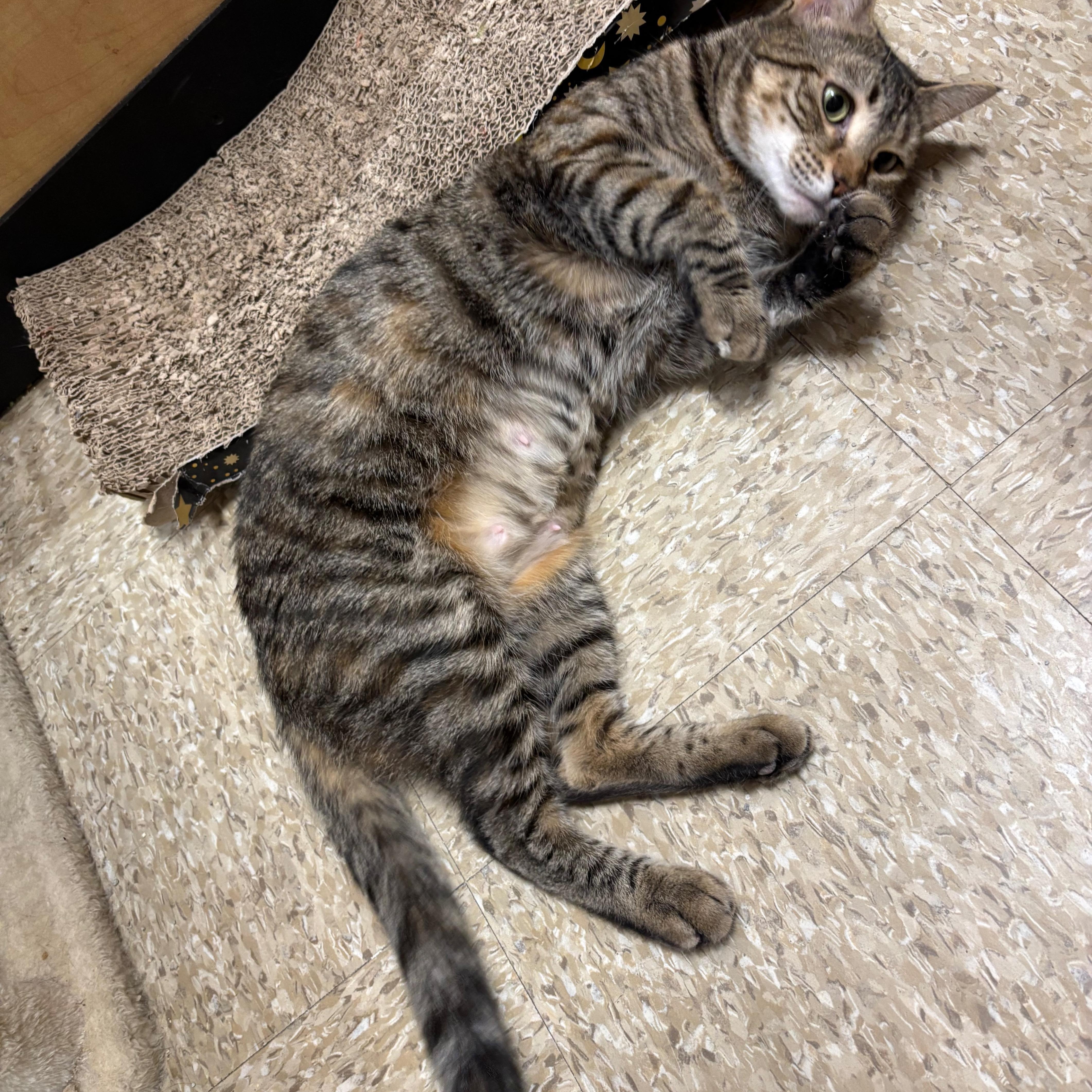 Enlarge Autumn, a ADOPTABLE Domestic Short Hair in Norwalk, CT image 3/3