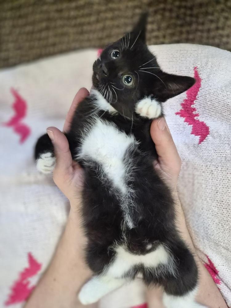 Enlarge Ghost, a Adoptable Domestic Short Hair in Patchogue, NY image 2/6