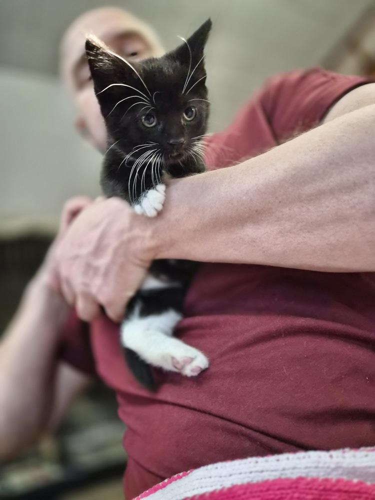 Enlarge Ghost, a Adoptable Domestic Short Hair in Patchogue, NY image 3/6
