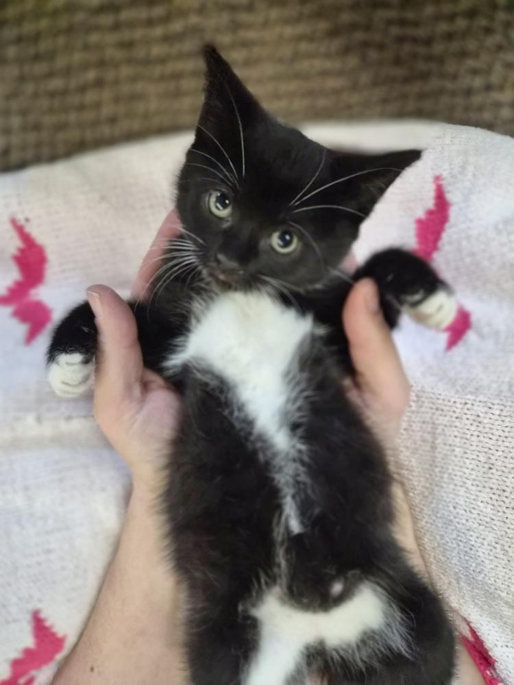 Enlarge Ghost, a Adoptable Domestic Short Hair in Patchogue, NY image 4/6