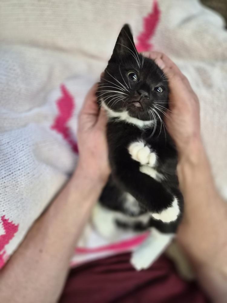 Enlarge Ghost, a Adoptable Domestic Short Hair in Patchogue, NY image 5/6